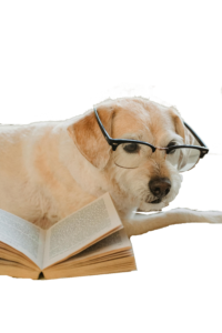 Dog with book and glasses